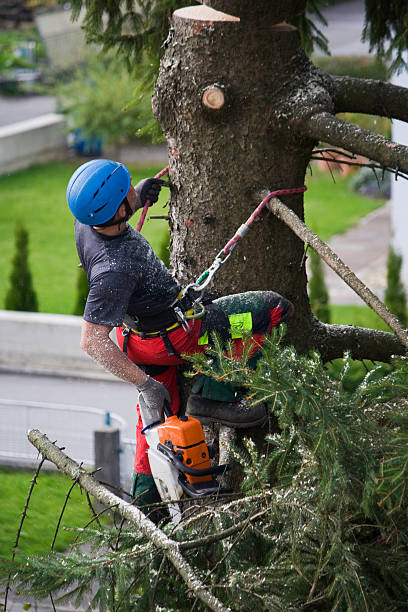 How Our Tree Care Process Works  in  Carle Place, NY